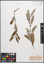 Foto von Salix caprea L. x Salix purpurea L.